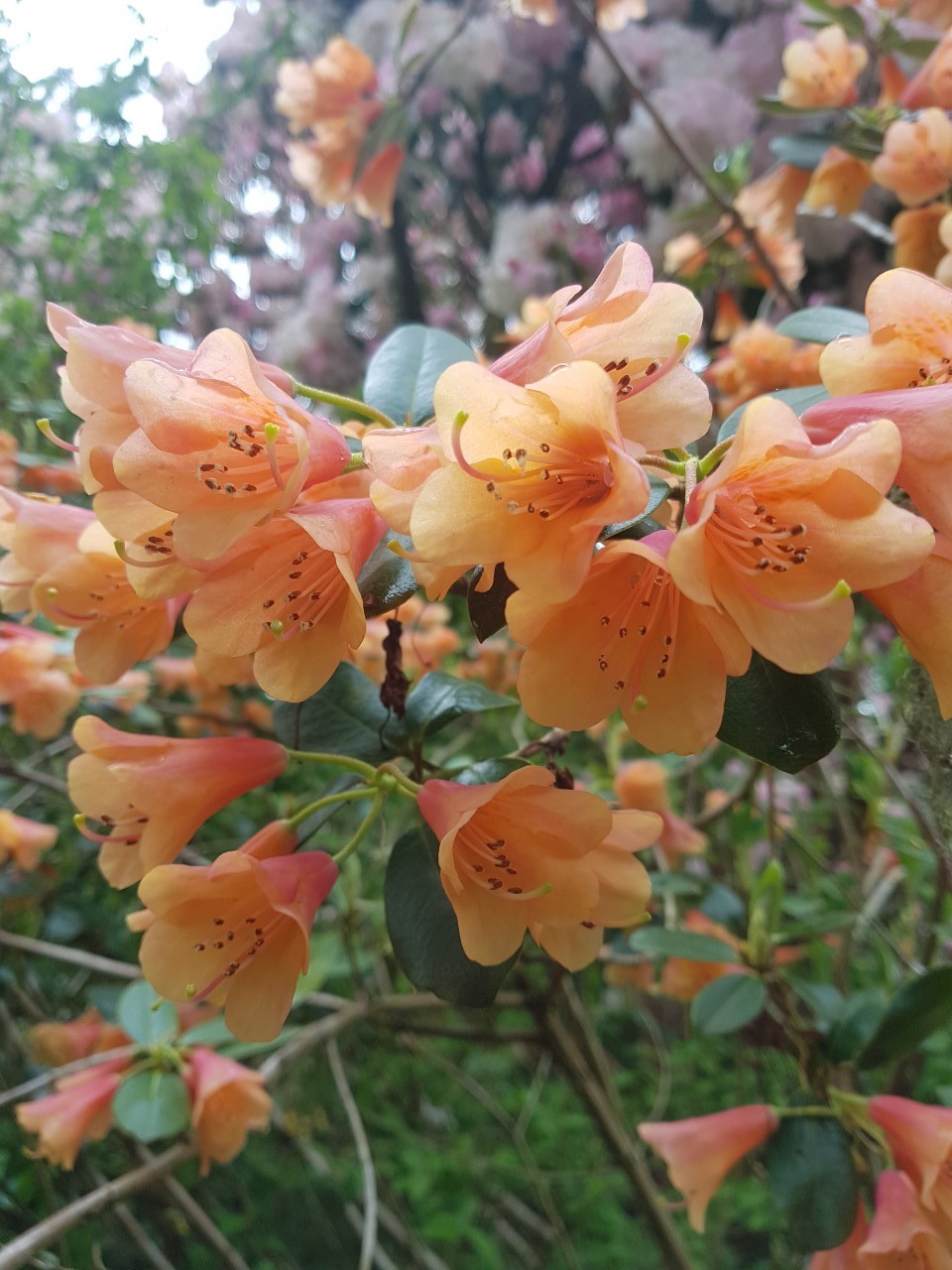 R. cinnabarinum ssp. xanthocodon Concatenans Group